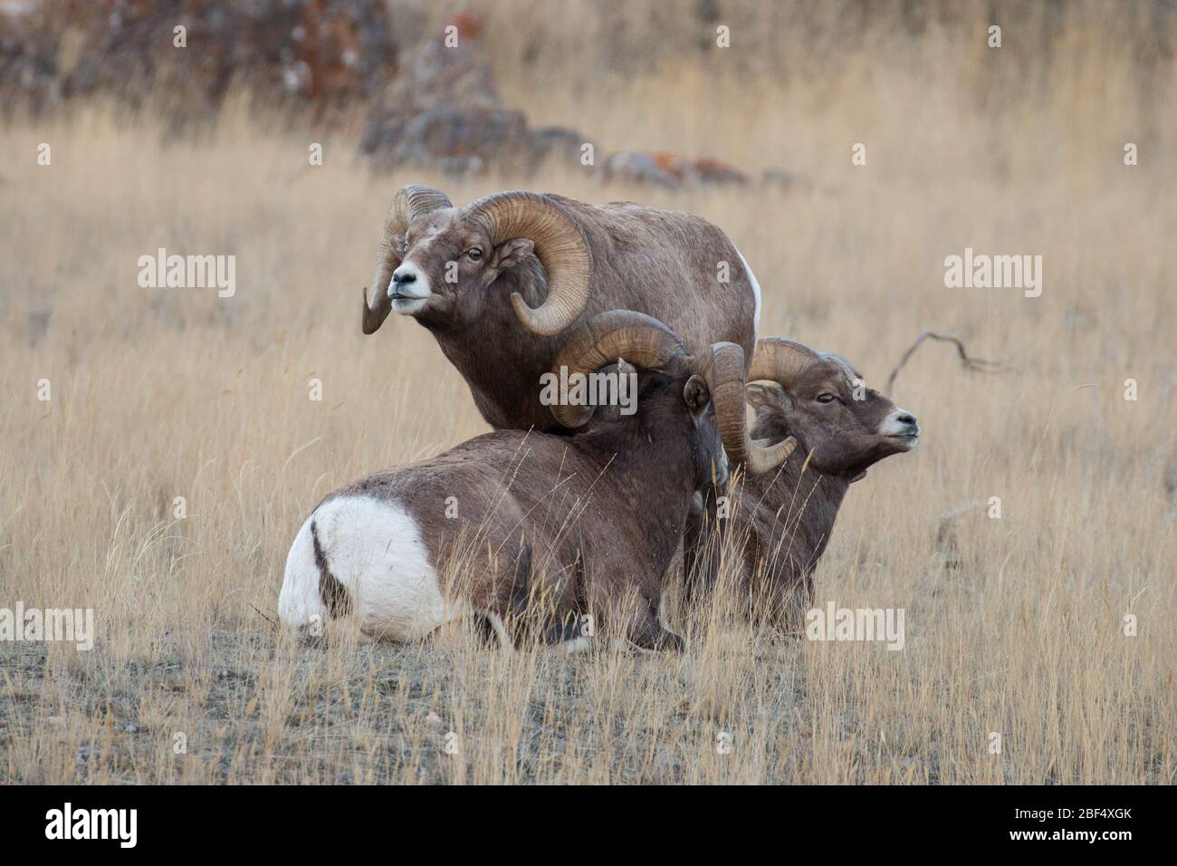 Bighorn RAM échantillonnant l'air pour les femelles dans la chaleur dans le parc national de Yellowstone. Banque D'Images