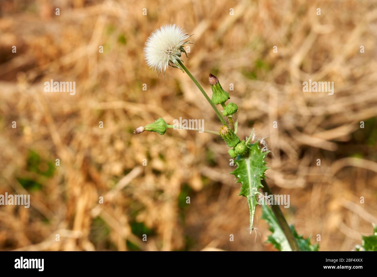 Plante de fleur de bouffée blanche de chardon (Sonchus asper) de l'Épinie qui pousse au Texas Banque D'Images
