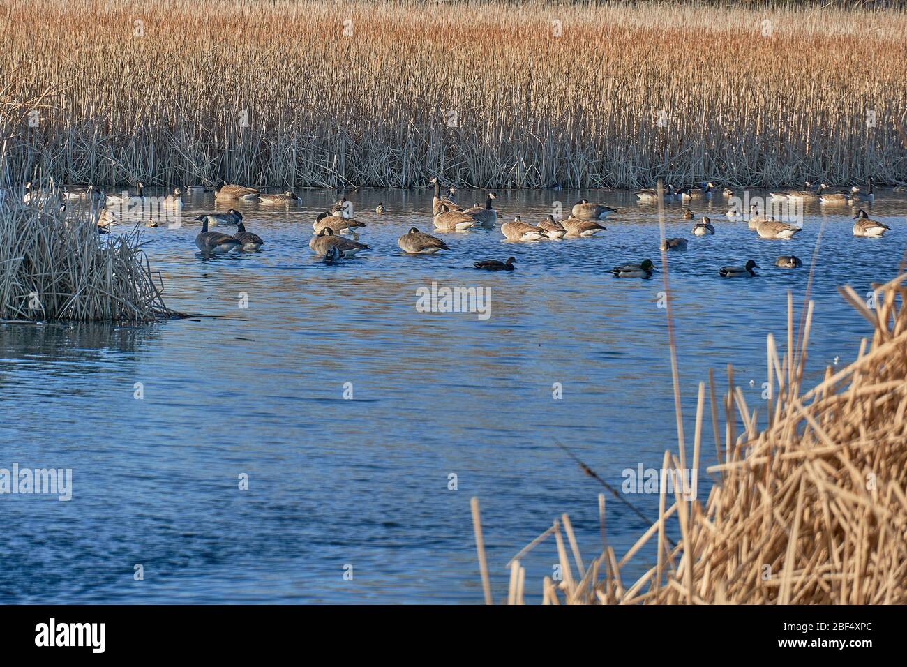 Bernache du Canada nageant dans un étang avec des queues comme fond. Hiver au Texas Banque D'Images