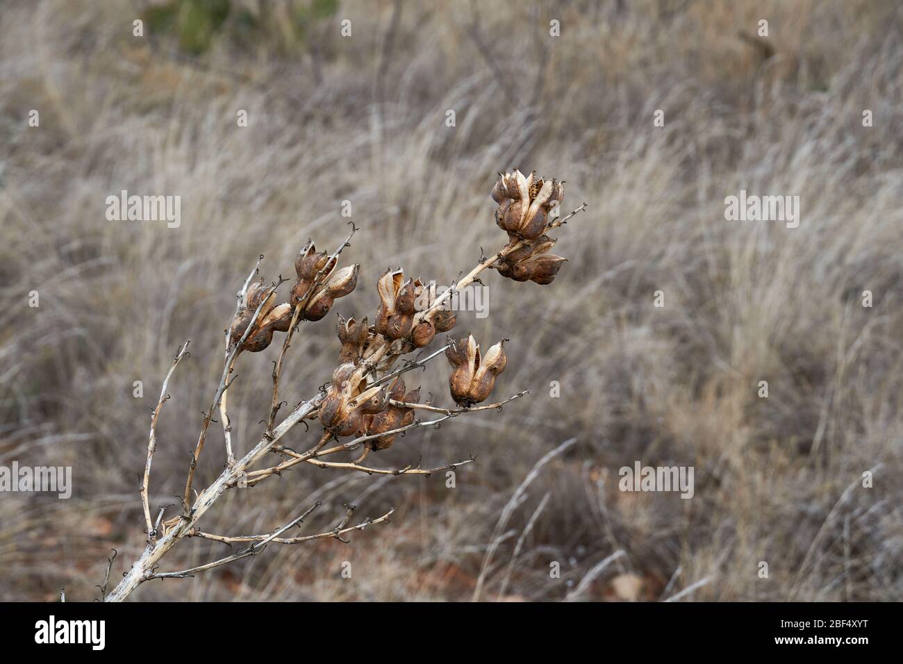 La plante de Yucca brun sec fleurit contre le paysage de désert d'hiver. Texas Banque D'Images