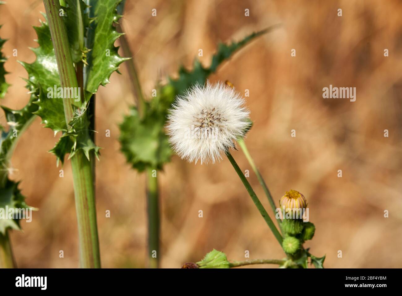 Plante de fleur de bouffée blanche de chardon (Sonchus asper) de l'Épinie qui pousse au Texas Banque D'Images