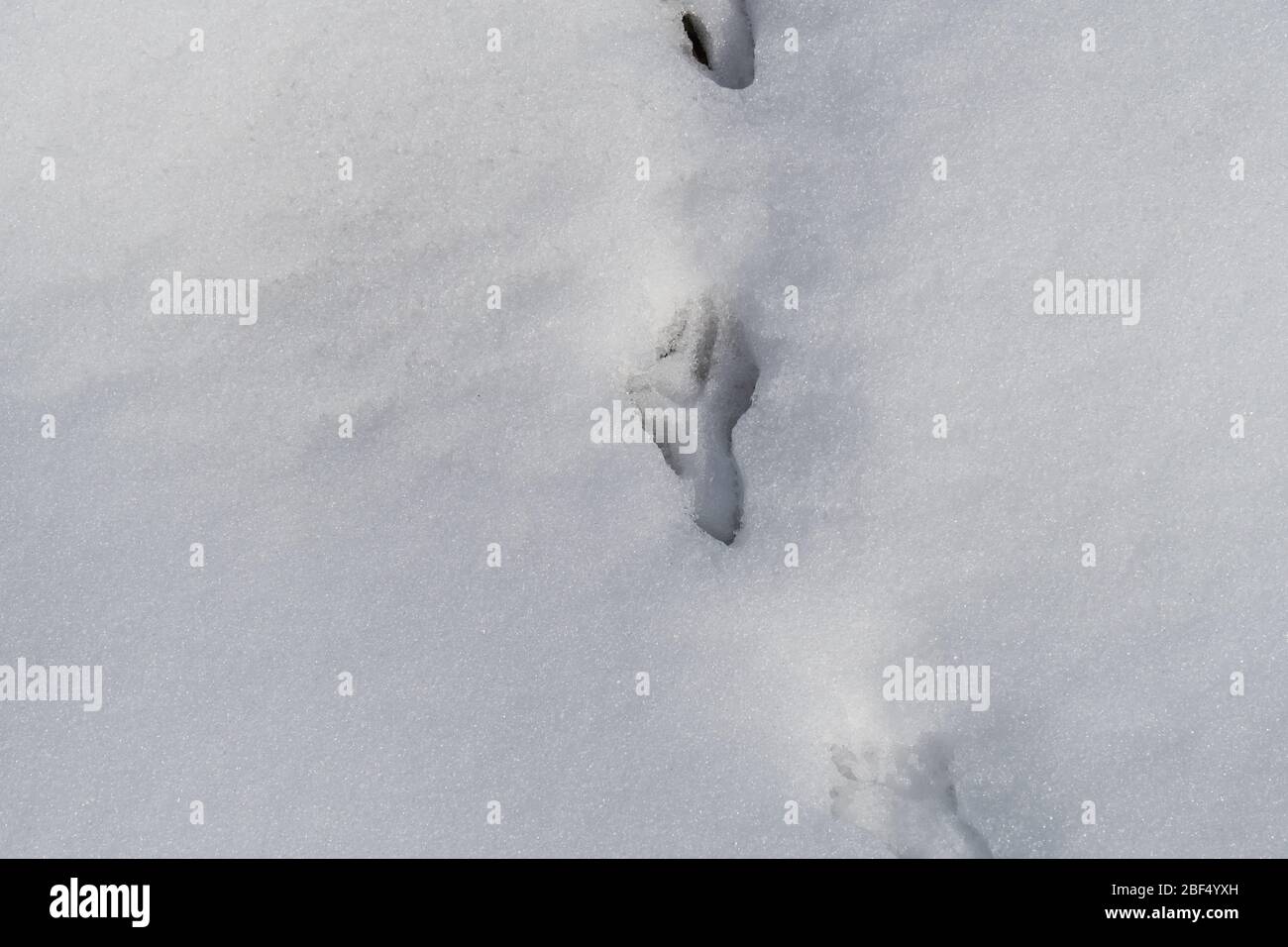 Piste de caille Bobwhite dans la neige fraîche au Texas Banque D'Images