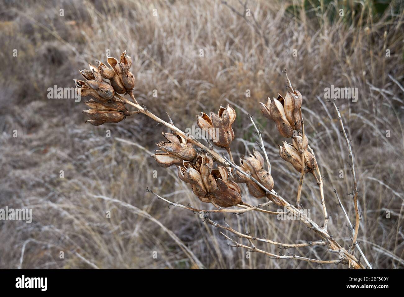La plante de Yucca brun sec fleurit contre le paysage de désert d'hiver. Texas Banque D'Images