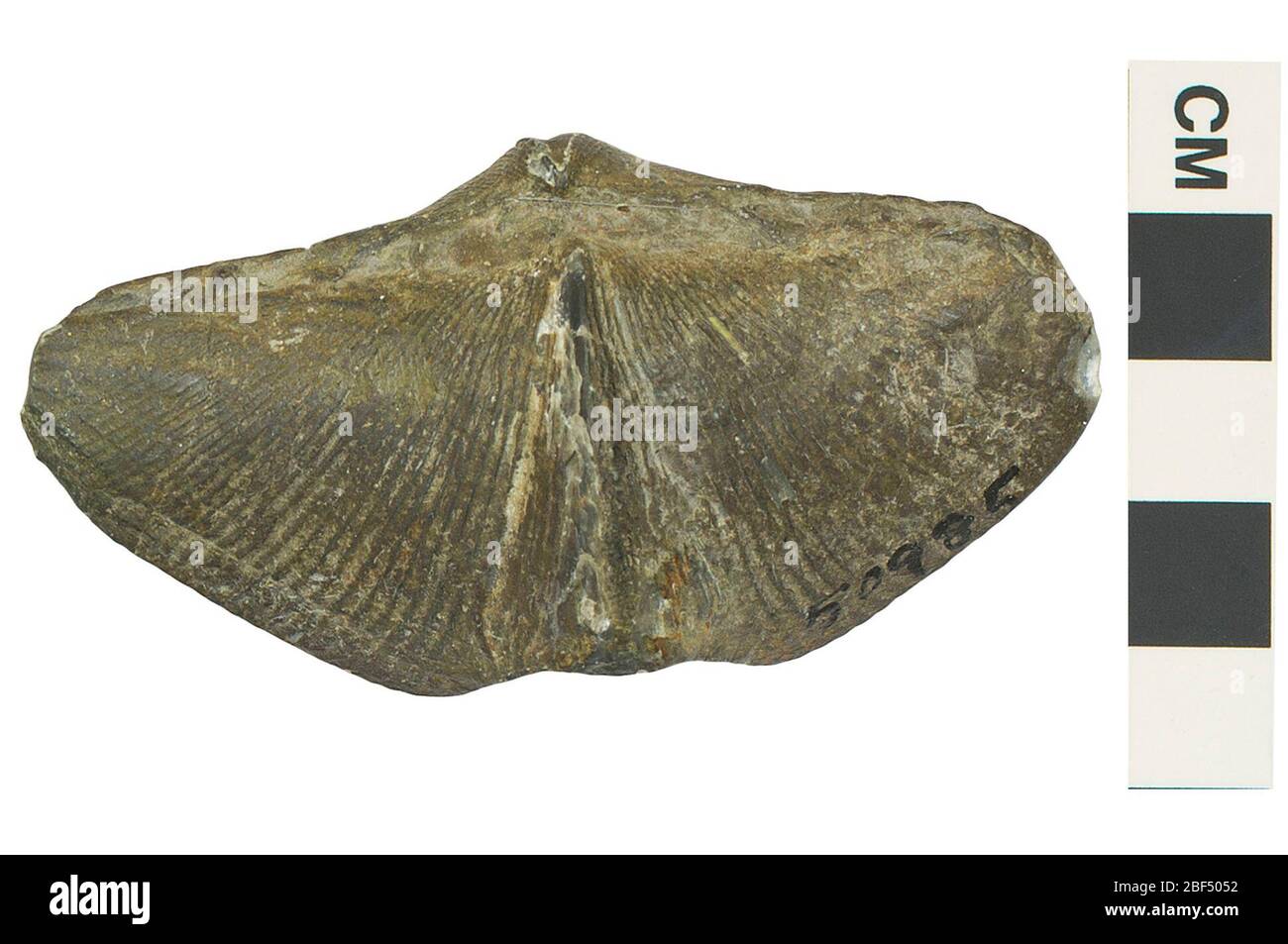 Brachiopodes. Cet objet fait partie de la collection éducation et sensibilisation, dont certaines sont dans le centre d'éducation scientifique Q?rius et disponibles pour voir.Paléozoïque - Carboniferous114 Jan 2020 Banque D'Images