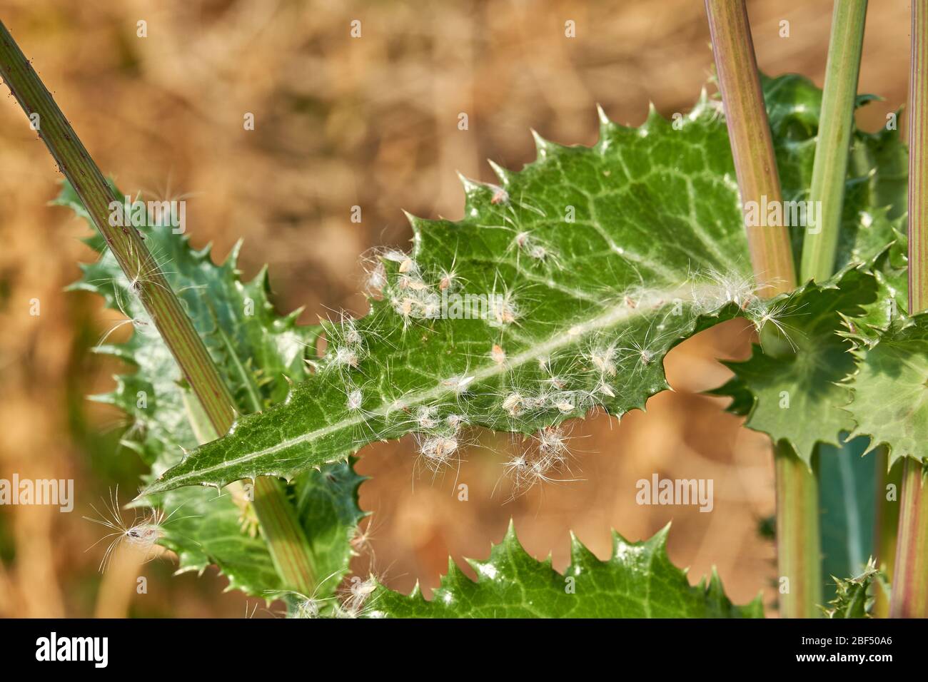 Usine de Thistle (Sonchus asper) de l'Épinie du travail, qui croît au Texas Banque D'Images