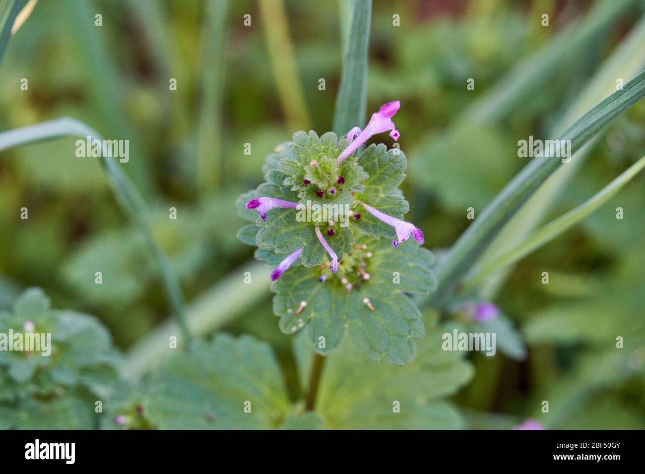 Macro gros plan de fleurs violettes sur Henbit (Lamium amplicaeule) usine au Texas. Banque D'Images