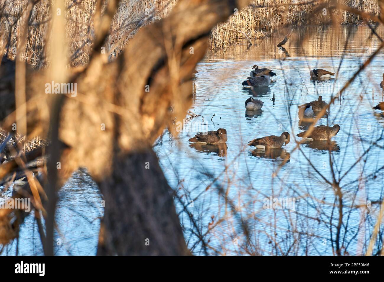 Bernache du Canada nageant dans un étang avec des queues comme fond. Hiver au Texas Banque D'Images