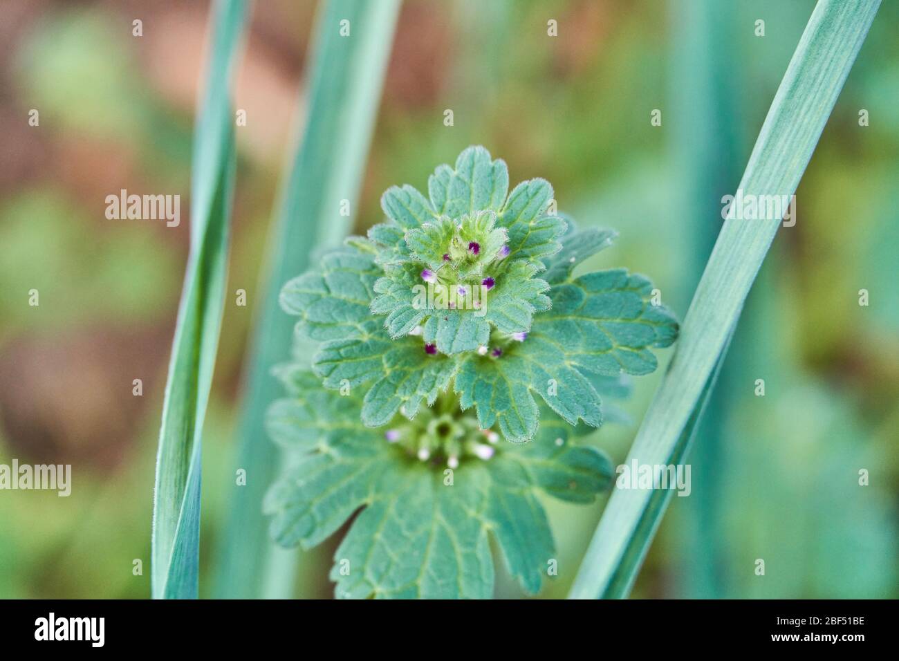Macro de gros plan des feuilles sur l'usine de Henbit (Lamium amplicaeule) au Texas. Banque D'Images