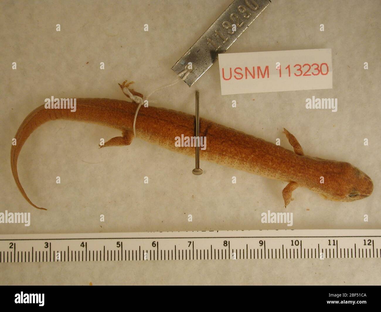 Gyrinophilus porphyriticus dunni. 2 octobre 20181 Banque D'Images