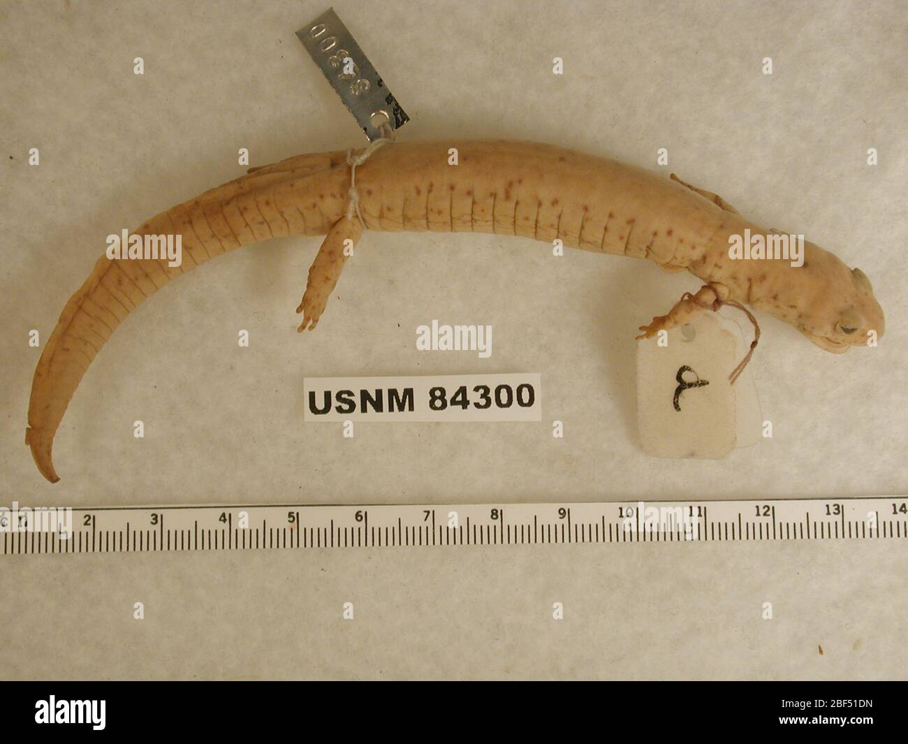 Gyrinophilus porphyriticus duryi. 1 oct 20181 Banque D'Images