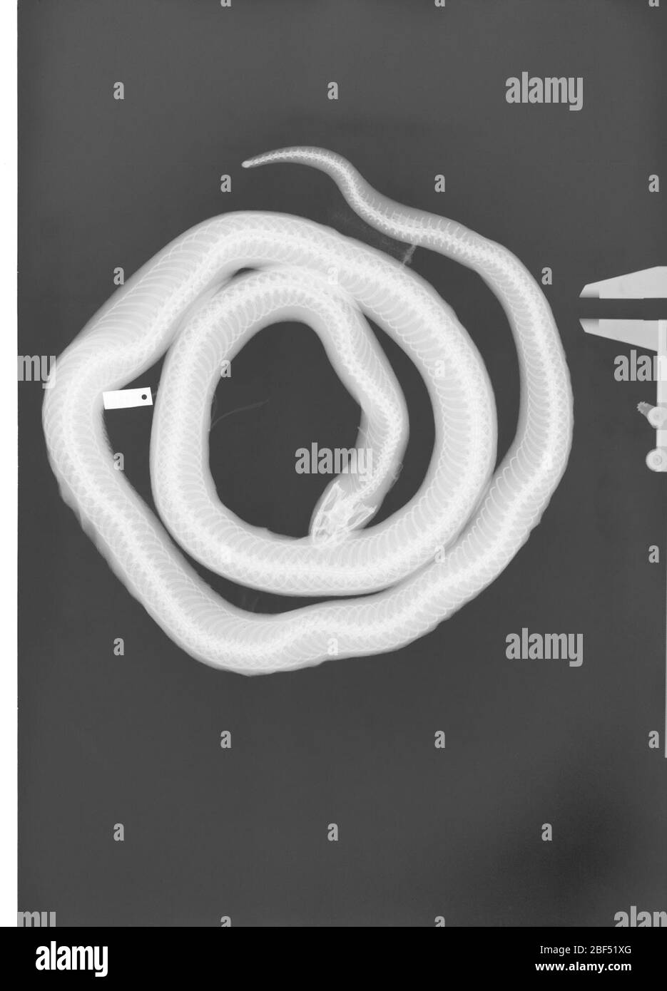 Lampropeltis getula. 2 octobre 20181 Banque D'Images