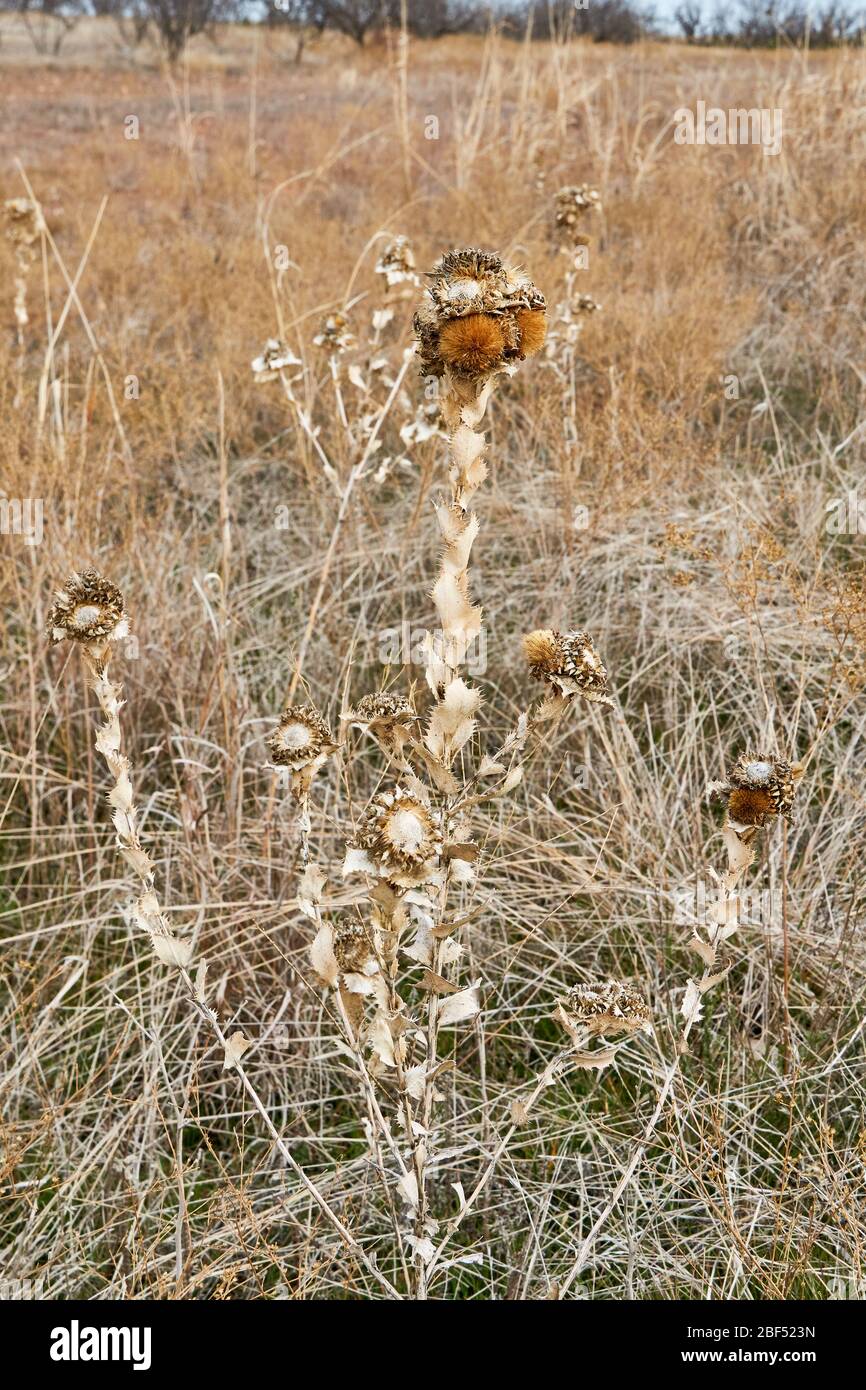 Gros plan de la plante de Gumweed brun sec (Grindelia squarrosa). Hiver au Texas Banque D'Images
