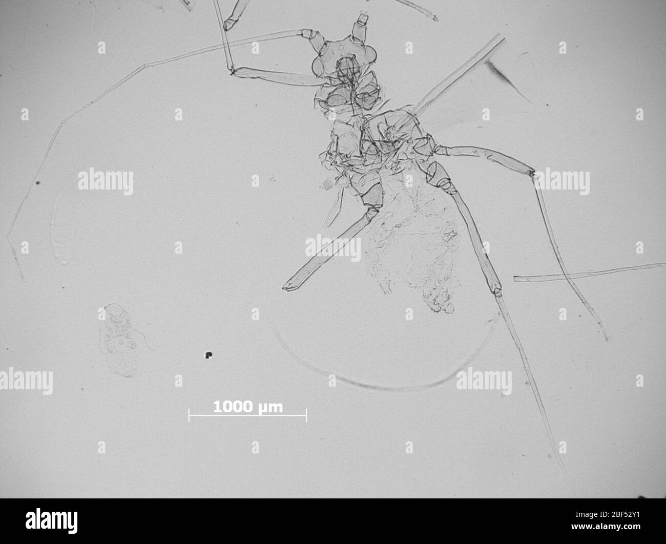 APHIS betulaecolens. 6 octobre 20151 Banque D'Images