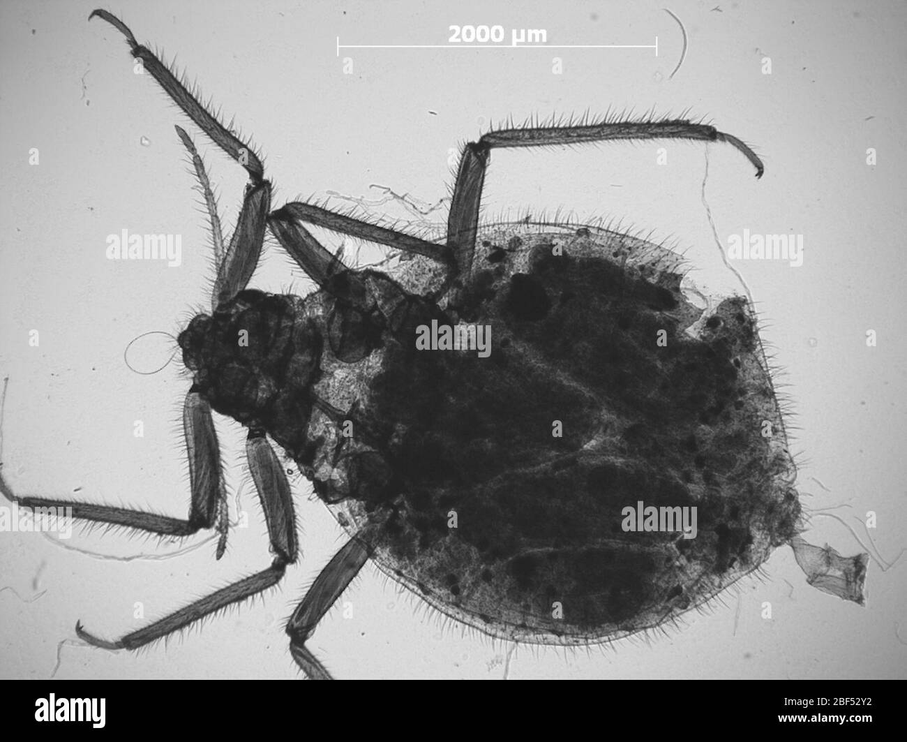 CINARA chinookiana. 6 octobre 20151 Banque D'Images