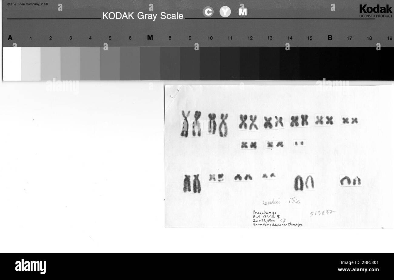 Proechimys simonsi. 18 décembre 20191 Banque D'Images