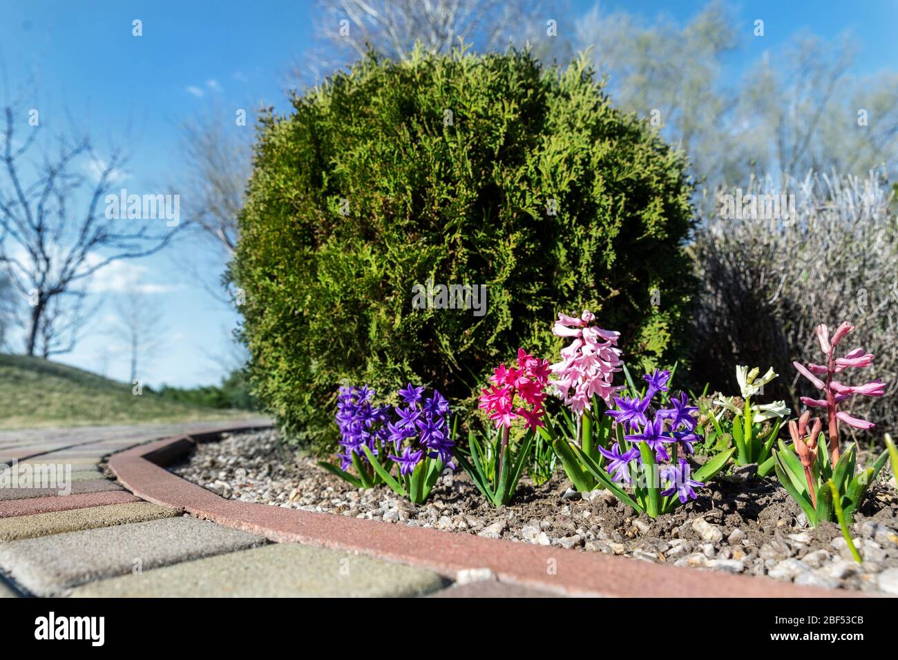 Magnifique parterre fleurie aux fleurs de jacinthe violette et rose  fleuries et buisson vert de genévrier contre le ciel bleu sur fond et  chemin pavé Photo Stock - Alamy