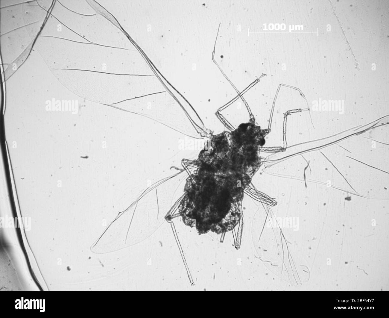 APHIS cerasifoliae. 6 octobre 20151 Banque D'Images