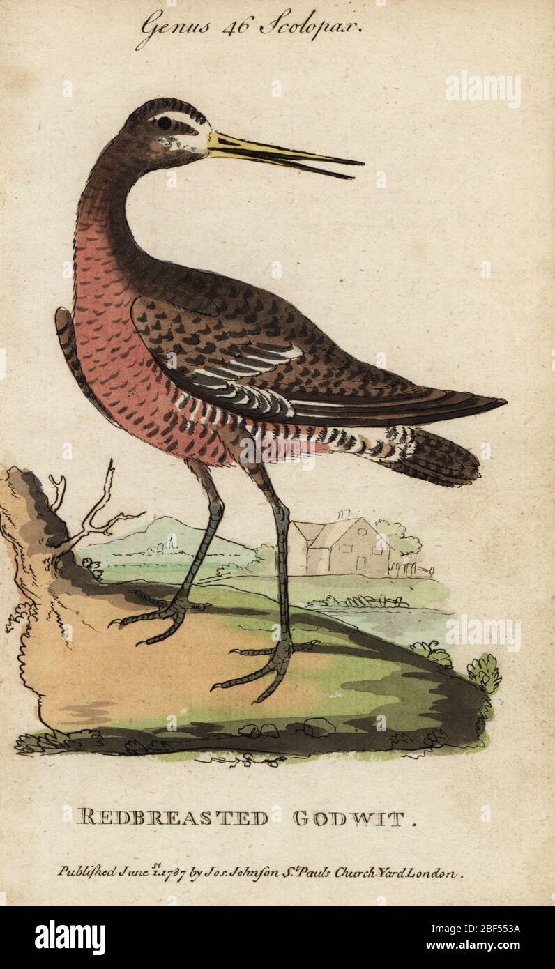 Gargousse à queue noire ou gargousse à queue rouge, Limosa limosa. Gravure en copperplate de couleur à la main après George Edwards de l’histoire naturelle des oiseaux de Samuel Galton Jr., contenant une variété de faits choisis parmi plusieurs écrivains pour l’amusement et l’instruction des enfants, Londres, Joseph Johnson, 1791. Banque D'Images