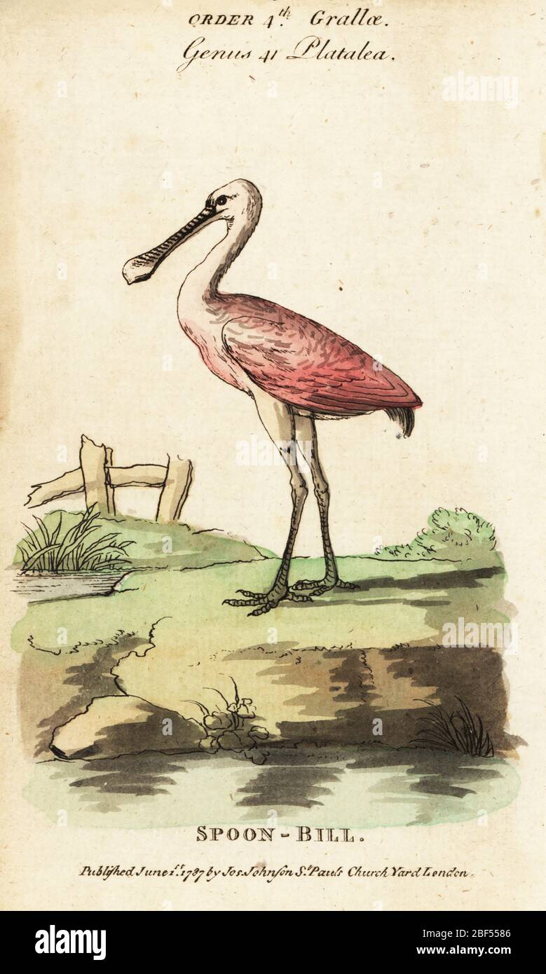 Roseate spoonbill, Platalea ajaja. Gravure en copperplate de couleur à la main de l’histoire naturelle des oiseaux de Samuel Galton Jr. Contenant une variété de faits choisis parmi plusieurs écrivains pour l’amusement et l’instruction des enfants, Londres, Joseph Johnson, 1791. Banque D'Images