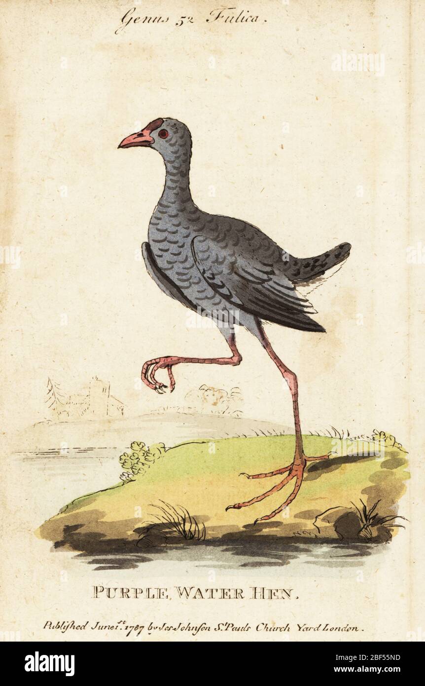 Enfamphène à tête grise, Porphyrio poliocephalus. Poule d'eau violette. Chine. Gravure en copperplate de couleur à la main après George Edwards de l’histoire naturelle des oiseaux de Samuel Galton Jr., contenant une variété de faits choisis parmi plusieurs écrivains pour l’amusement et l’instruction des enfants, Londres, Joseph Johnson, 1791. Banque D'Images