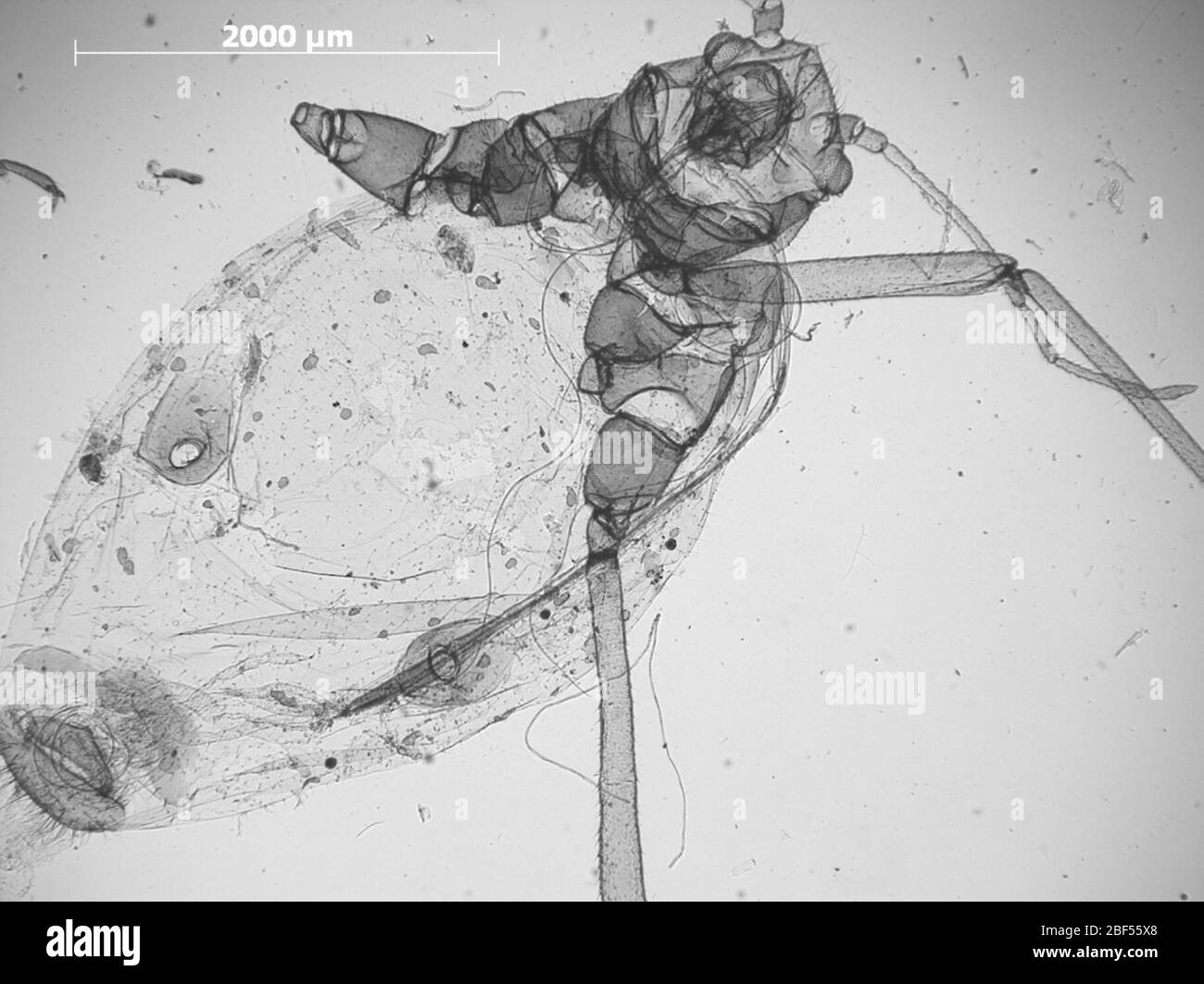 CINARA utahensis. 6 octobre 20151 Banque D'Images