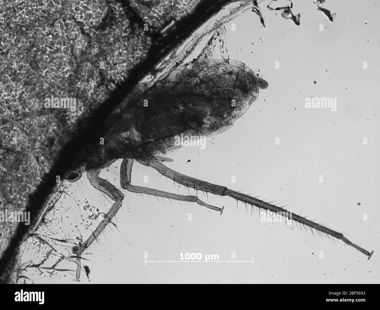 Lachnus rileyi. 6 octobre 20151 Banque D'Images