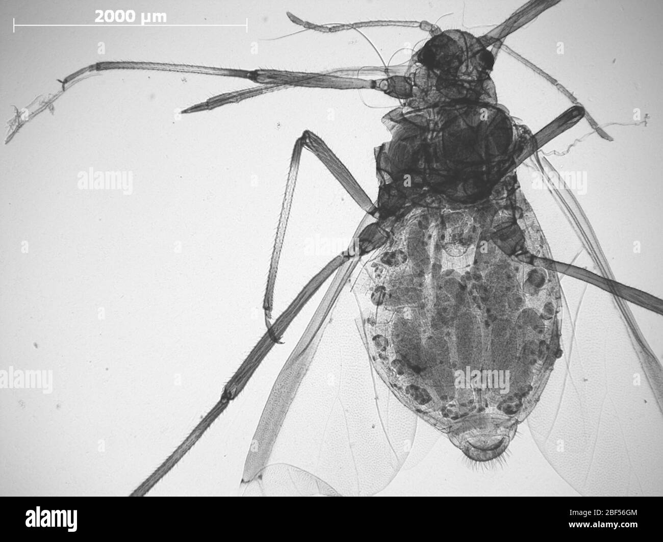 CINARA kocheta. 6 octobre 20151 Banque D'Images