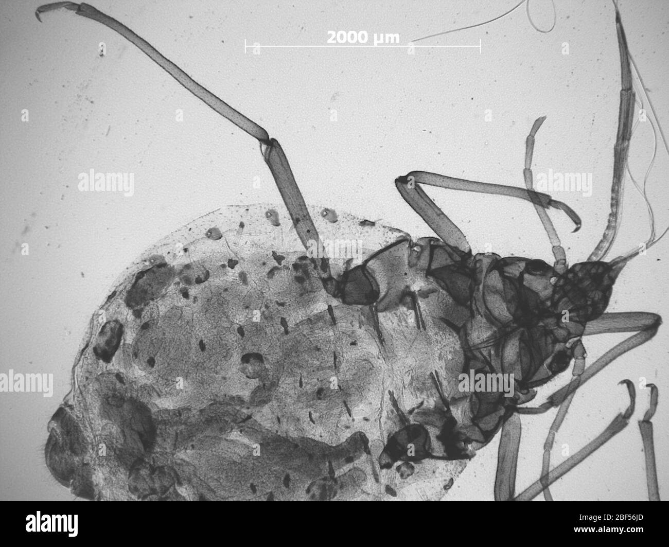 CINARA puerca. 6 octobre 20151 Banque D'Images