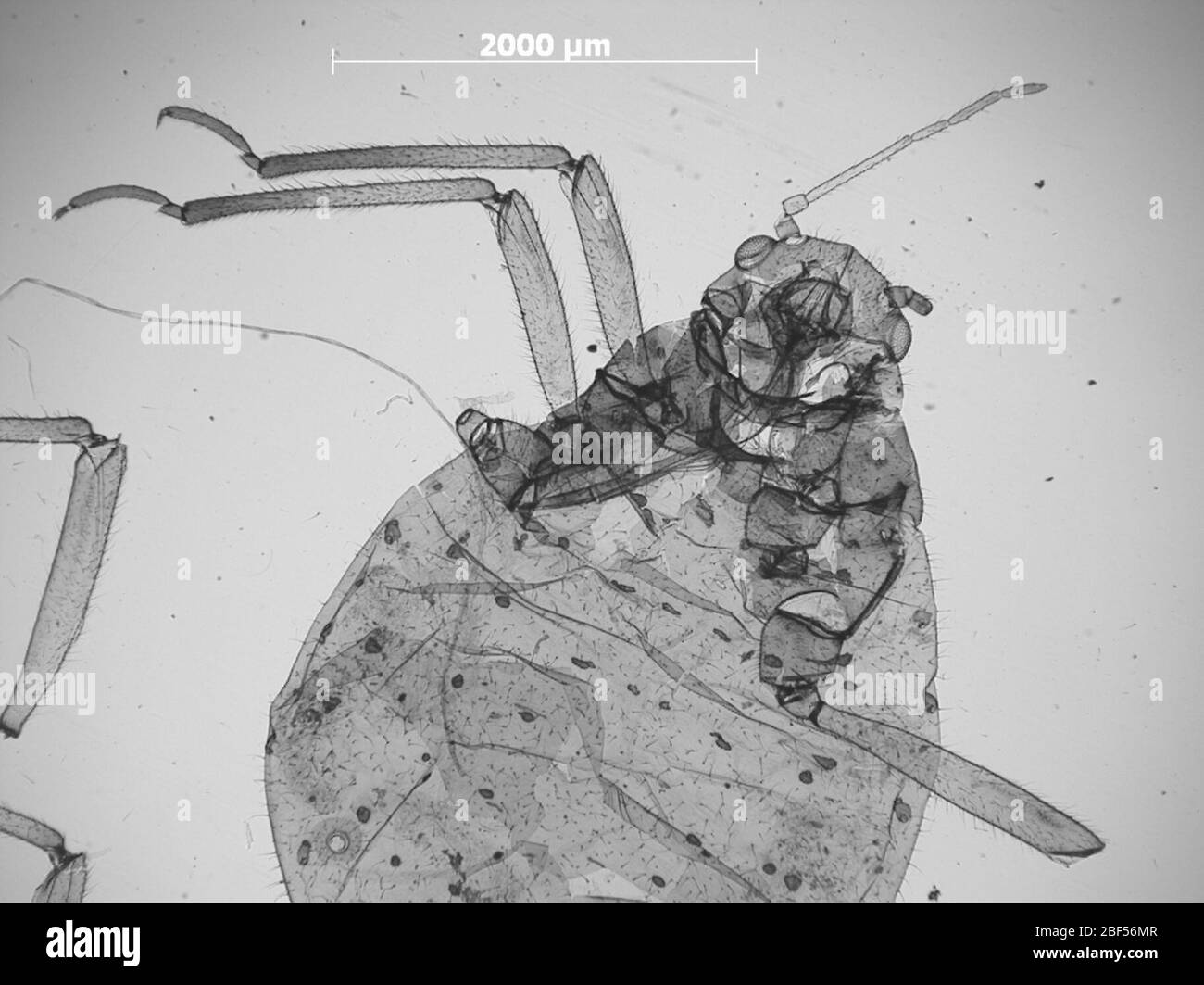 CINARA bonita. 6 octobre 20151 Banque D'Images