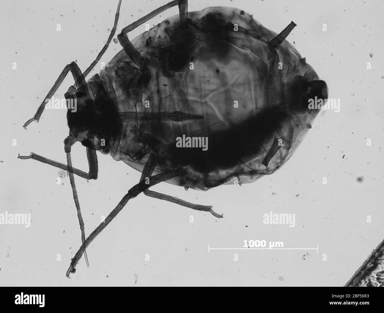 APHIS fraserae. 6 octobre 20151 Banque D'Images