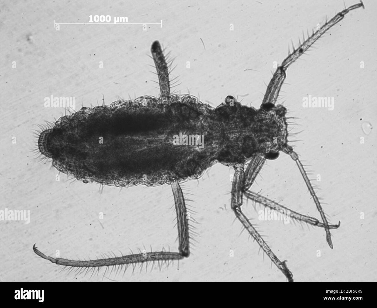 Eulachnus thunbergii. 6 octobre 20151 Banque D'Images