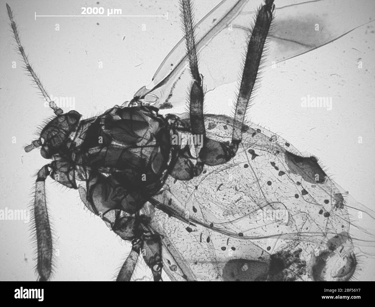 CINARA nimbata. 6 octobre 20151 Banque D'Images