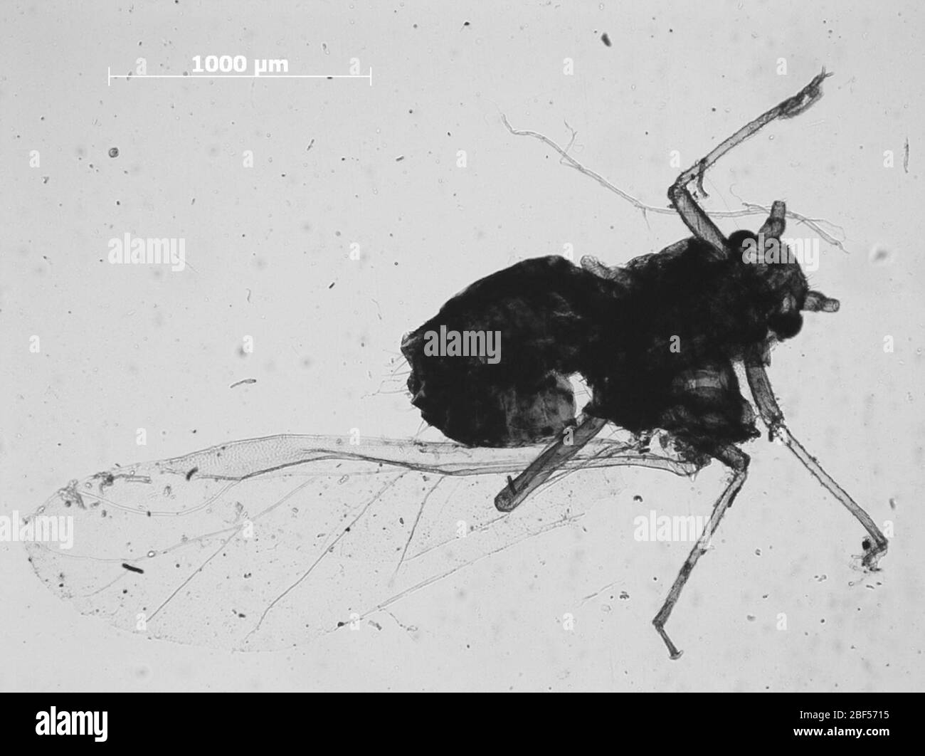 Lachnus salicellis. 6 octobre 20151 Banque D'Images