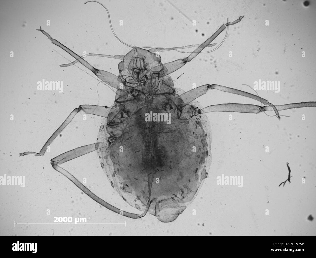 Glaber Lachnus. 6 octobre 20151 Banque D'Images