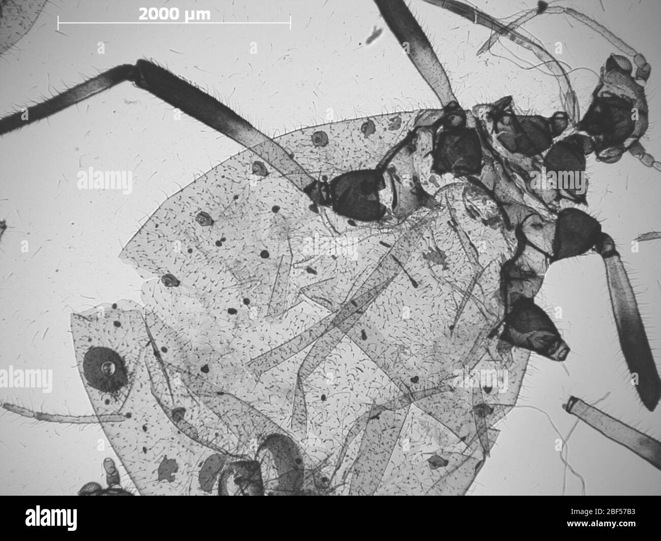 CINARA grande. 6 octobre 20151 Banque D'Images