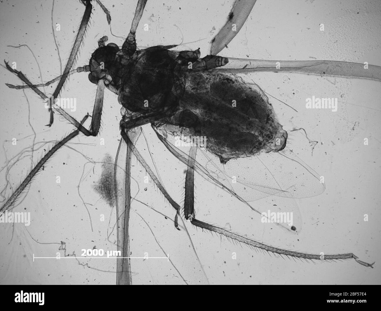 Lachniella pinivora. 6 octobre 20151 Banque D'Images