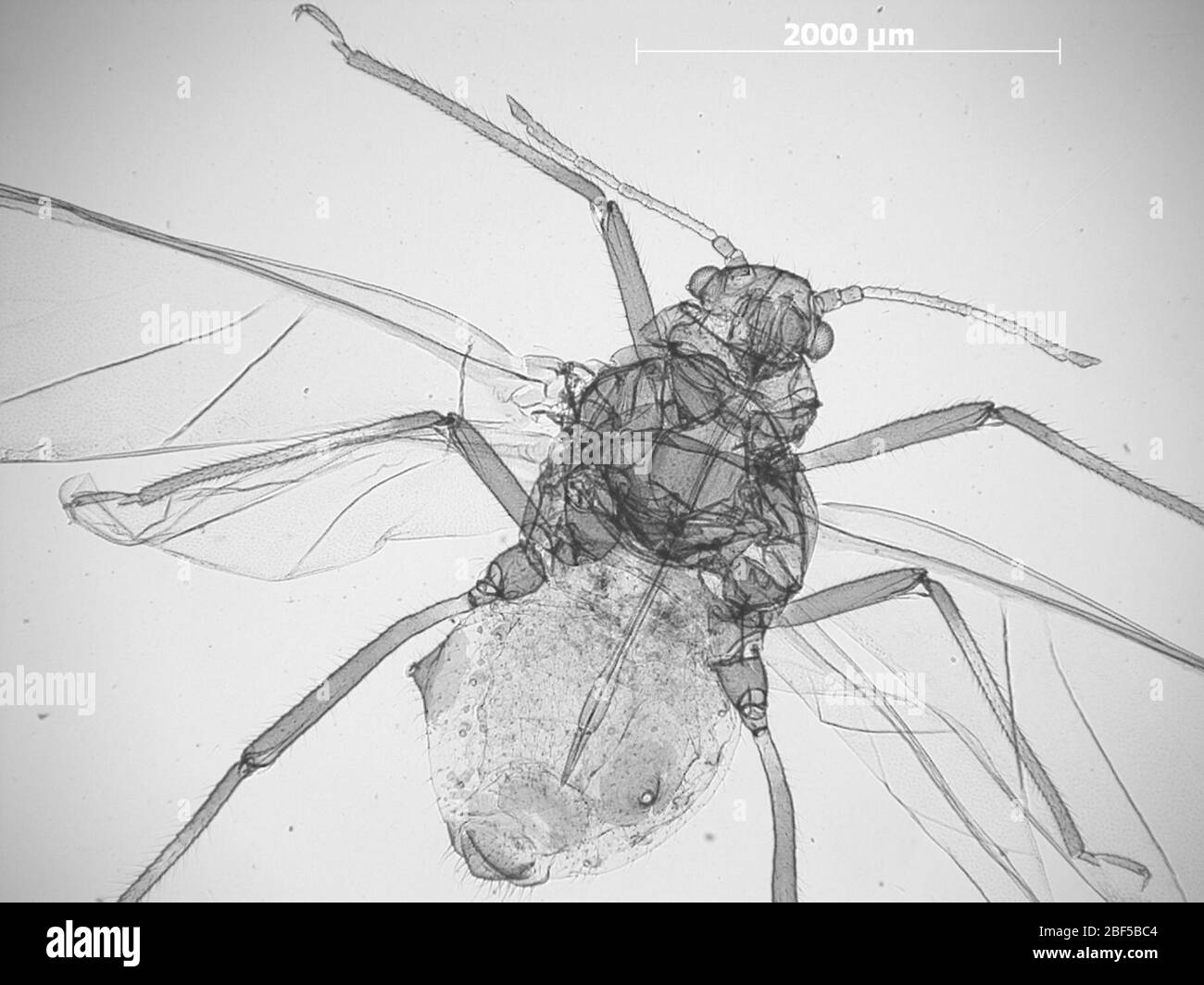 CINARA melaina. 6 octobre 20151 Banque D'Images