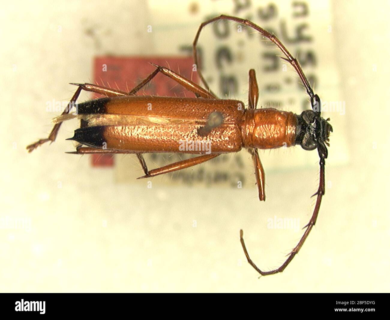 Pantonyssus erichsonii var flavipes. 9 janvier 20141 Banque D'Images