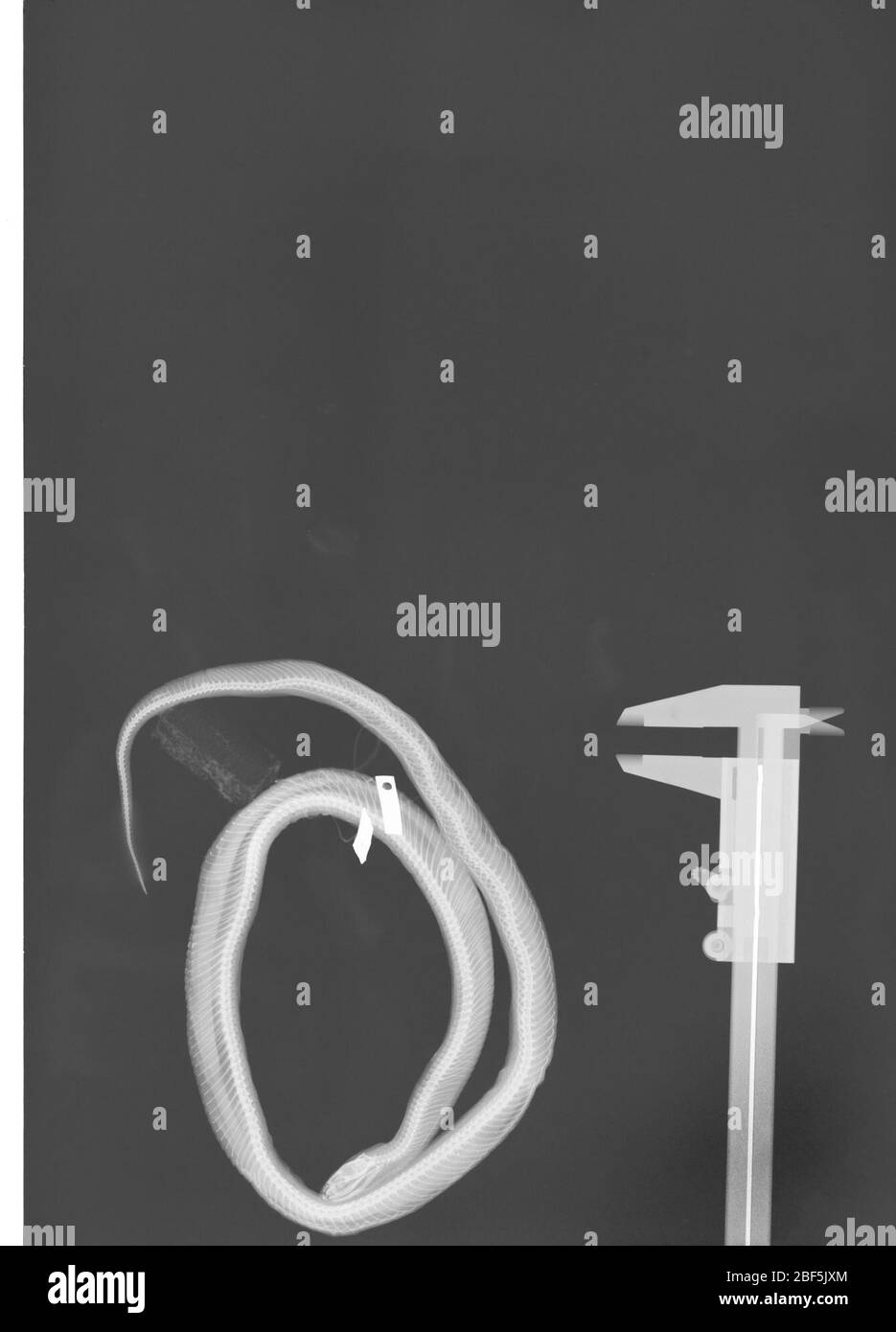 Lampropeltis getula. 2 octobre 20181 Banque D'Images