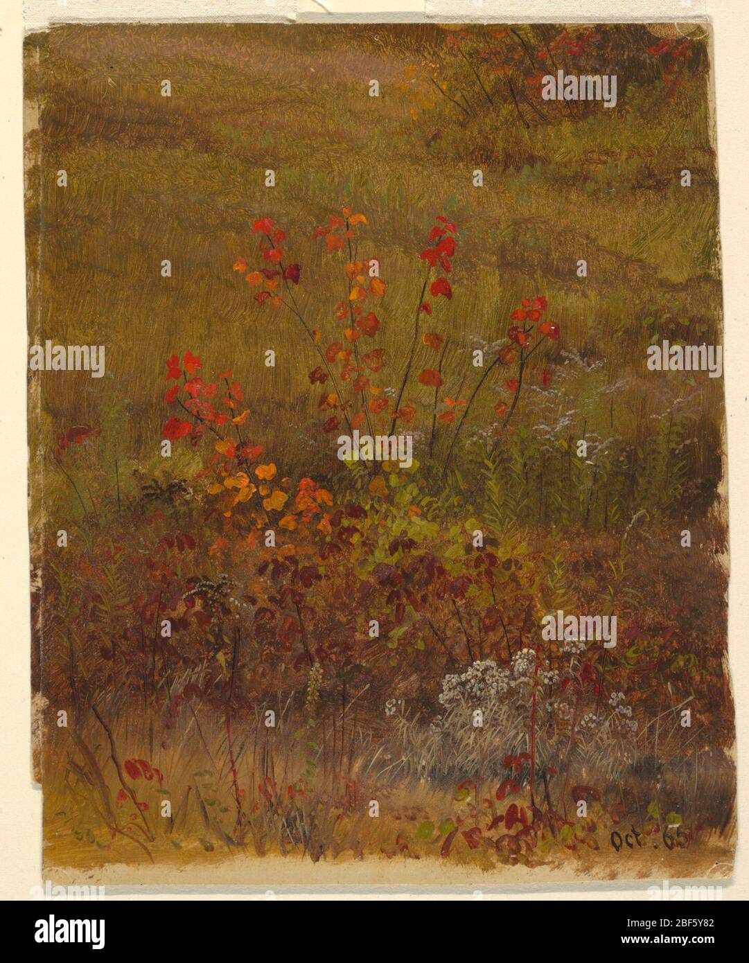 Études botaniques. Les plantes et les buissons sont vus sur la pente d'une colline. Couleur de mise à la terre crémeuse au fond. Banque D'Images