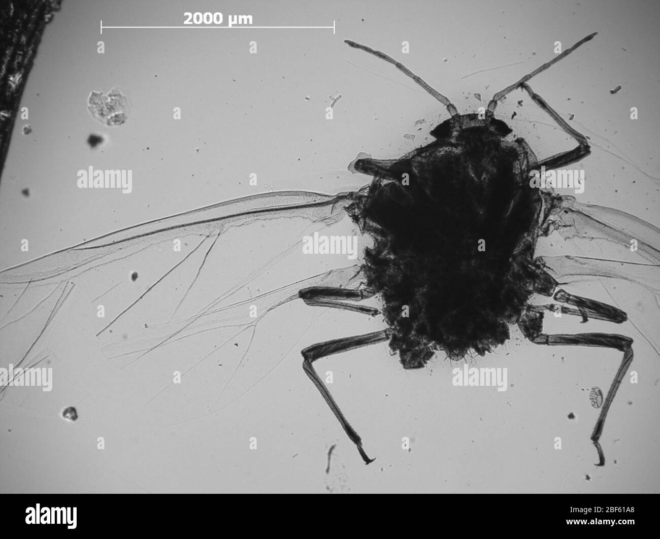 Schizoneura populi. 6 octobre 20151 Banque D'Images