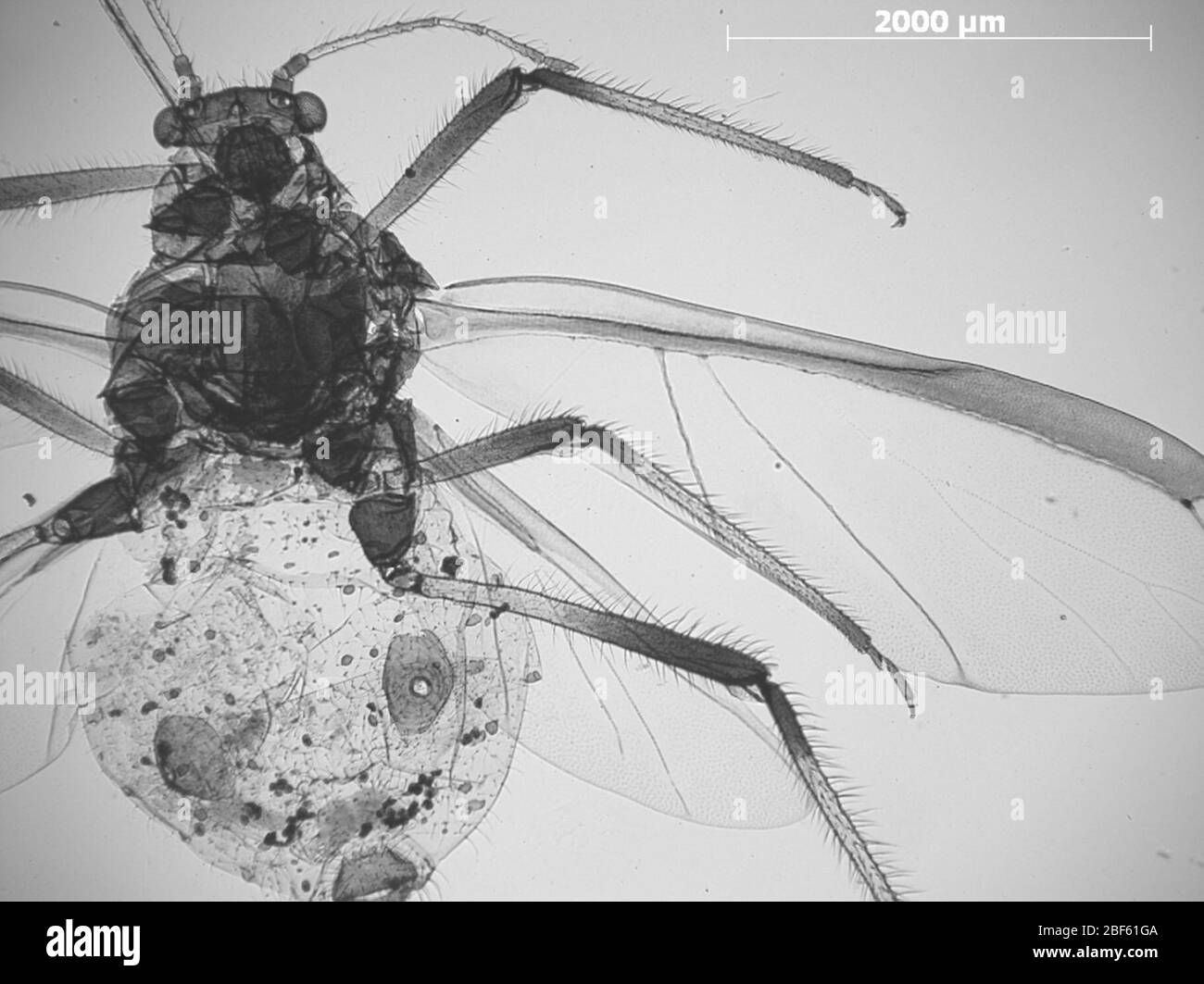 CINARA osborni. 6 octobre 20151 Banque D'Images