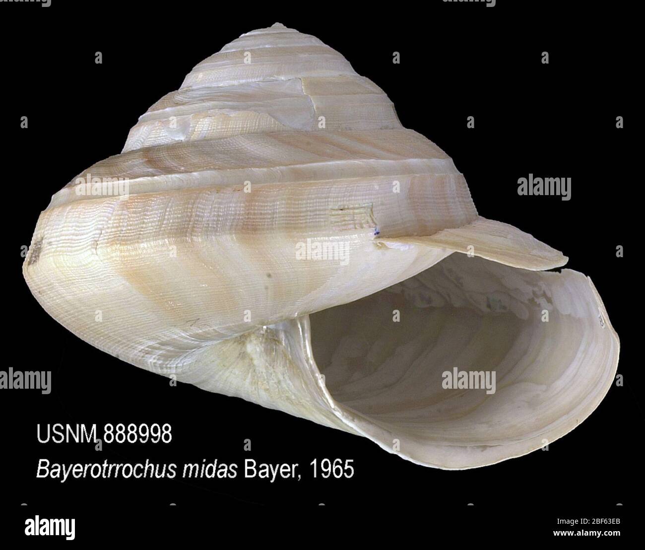 Perotrochus midas. Coll: Harasewych, M.G.; 14 févr. 199430 Jan 20DIVE 36581 Banque D'Images