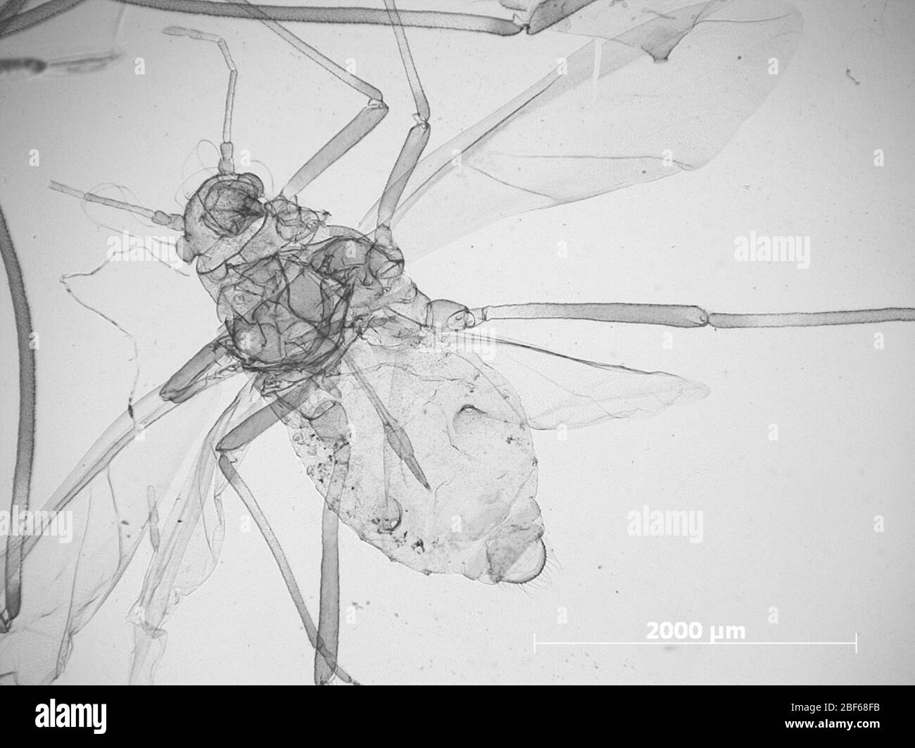 CINARA piona. 6 octobre 20151 Banque D'Images