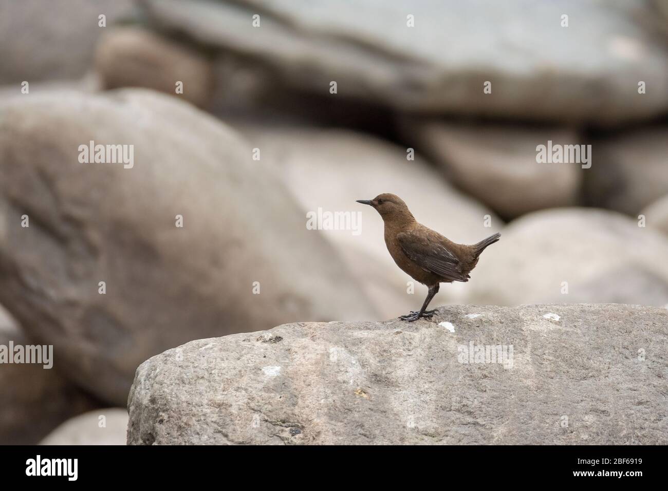 Balancier brun (inclus pallasii) à Kaakda Gaad, Uttarakhand, Inde Banque D'Images