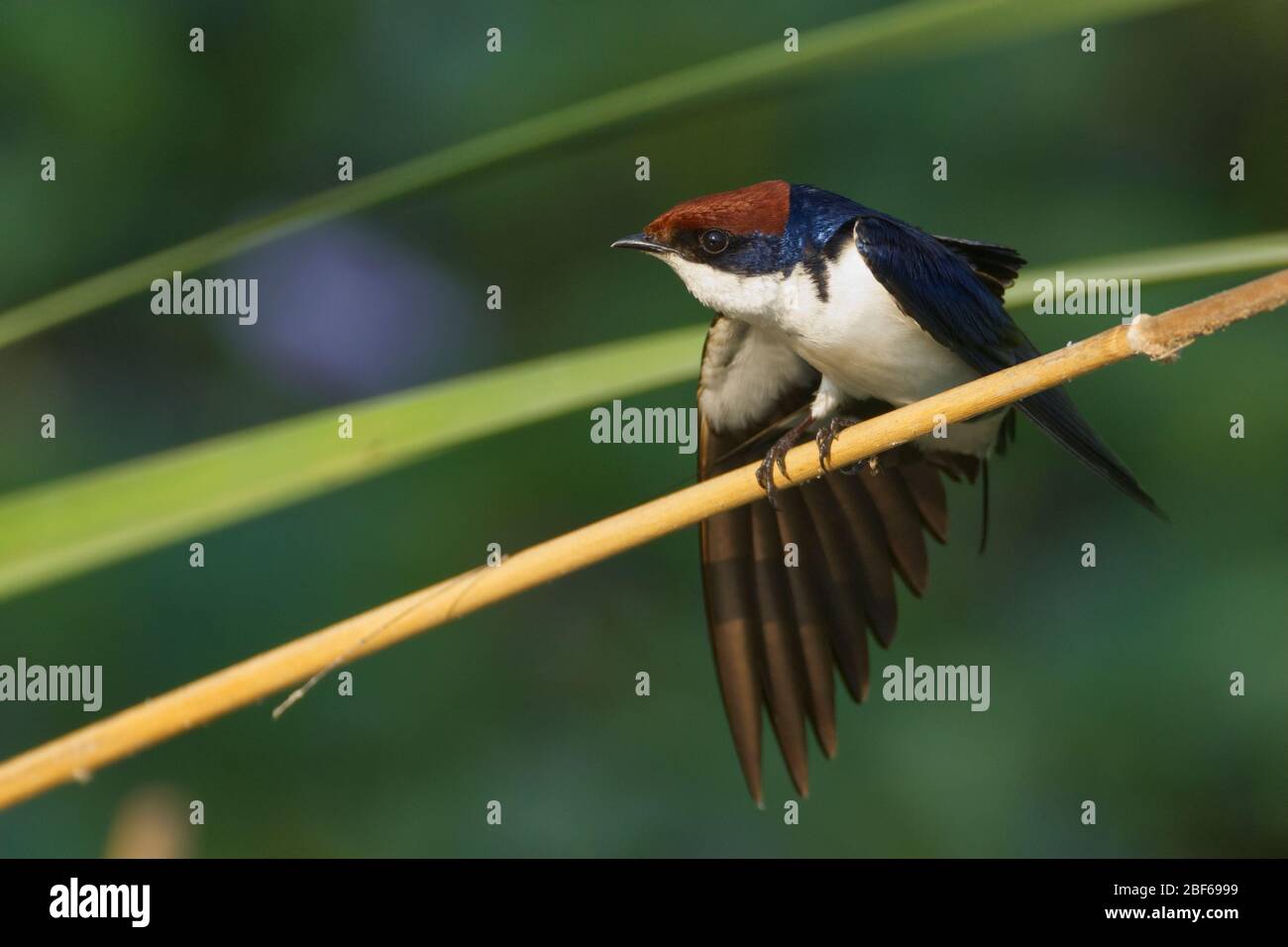 Girlette à queue métallique (Hirundo smithii) Gujarat, Inde Banque D'Images