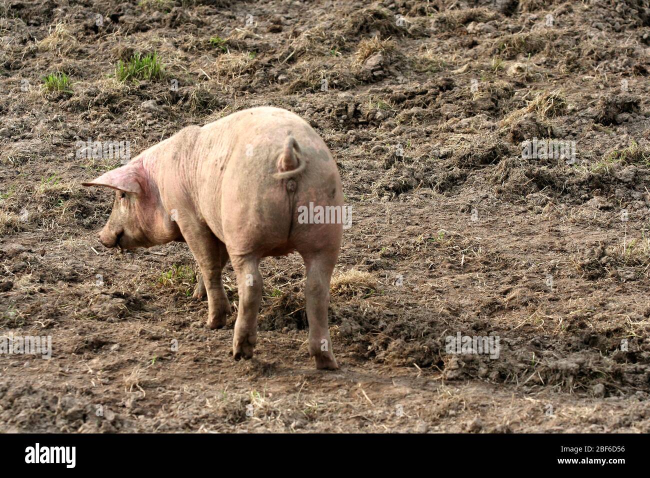 Les porcs suédois qui vivent leur vie dans un environnement boueux et semblent l'aimer. Banque D'Images