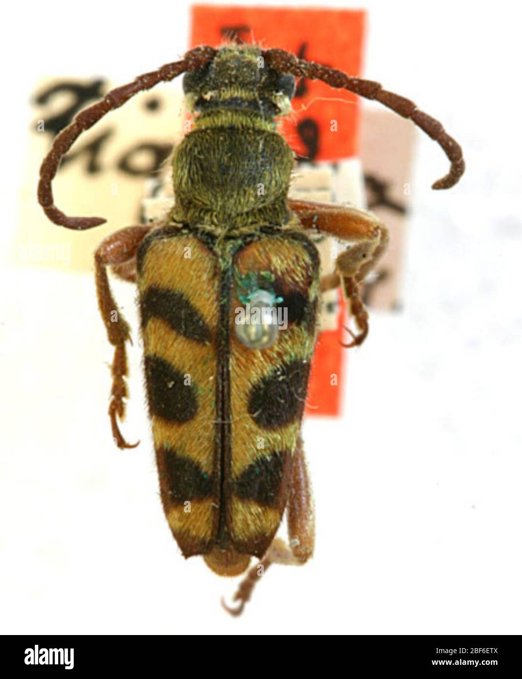 Strophiona tigrina. 24 mars 20201 Banque D'Images