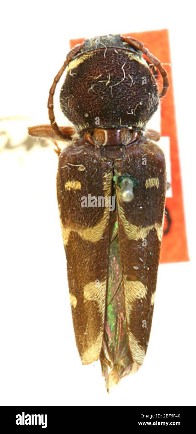 Xylotrechus montanicus. 9 janvier 20141 Banque D'Images