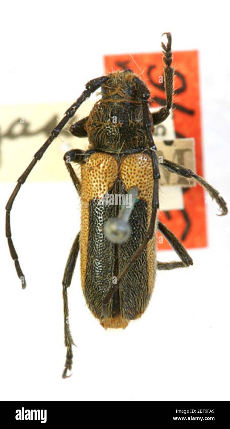 Crosssidius pulchellus sinuosus. 9 janvier 20141 Banque D'Images